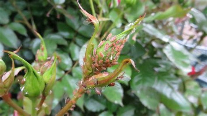 Aphids on roses - How To Discuss
