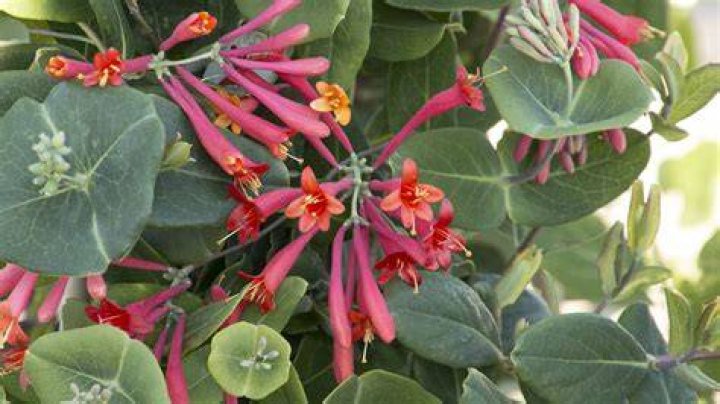 Can I grow honeysuckle
