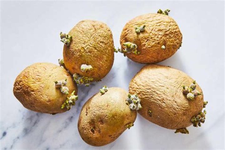 Can you eat a white pumpkin