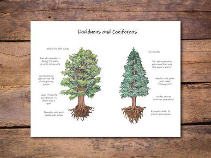 Coniferous trees - How To Discuss
