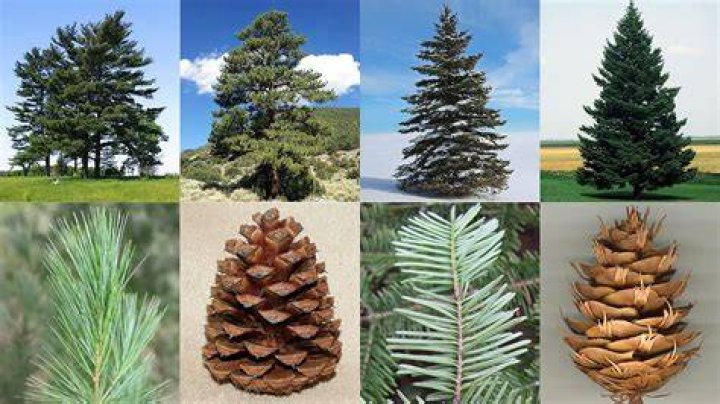 coniferous trees