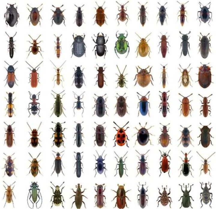 House beetles identification - How To Discuss