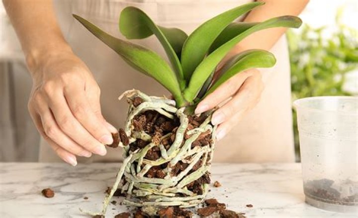 How to revive an orchid