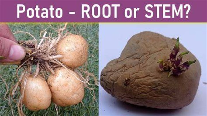 Is potato a food storing stem?