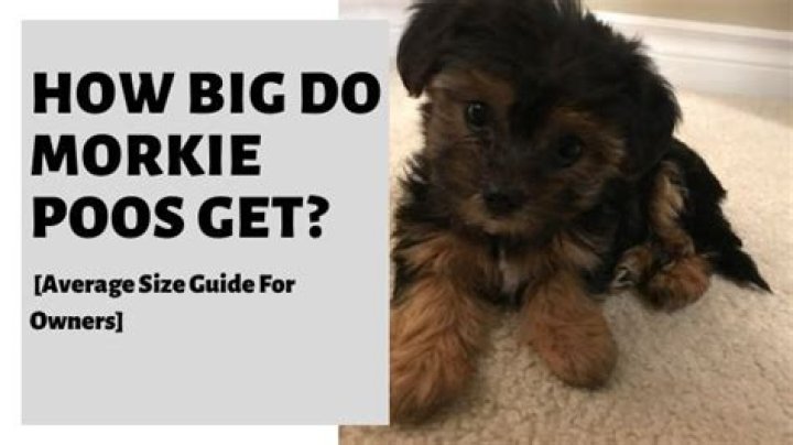 Morkie Size