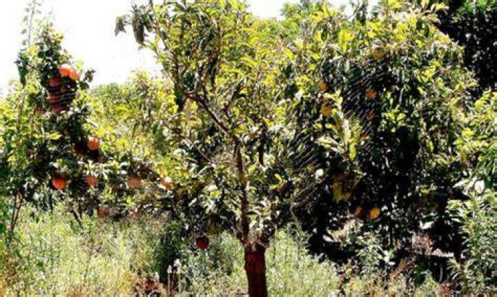 pluot tree