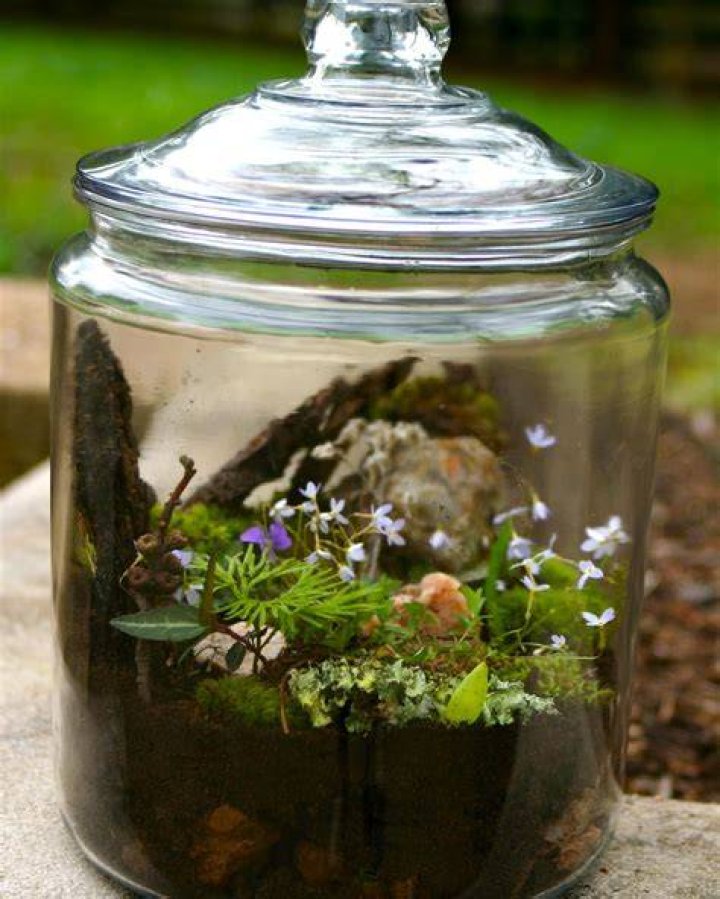 terrarium jar