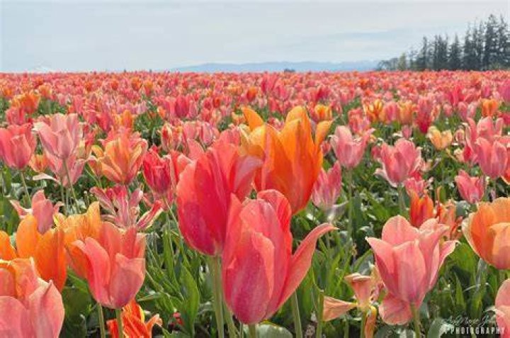 tulip