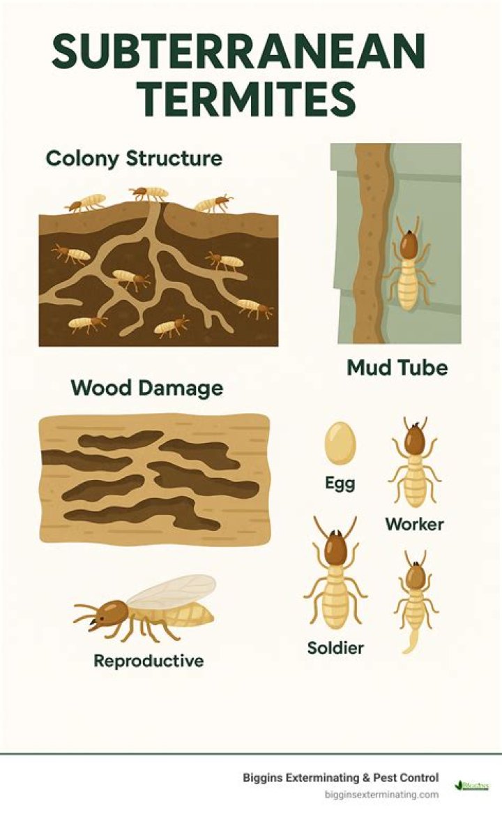 What are termites - How To Discuss