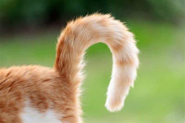 What happens if a cat loses its tail