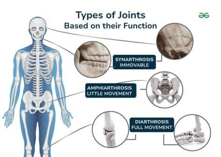 What is an example of a Synarthrotic joint