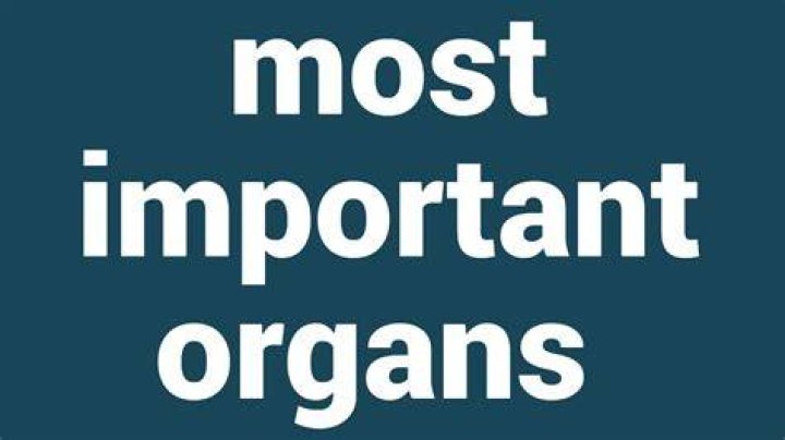 What is your most important organ