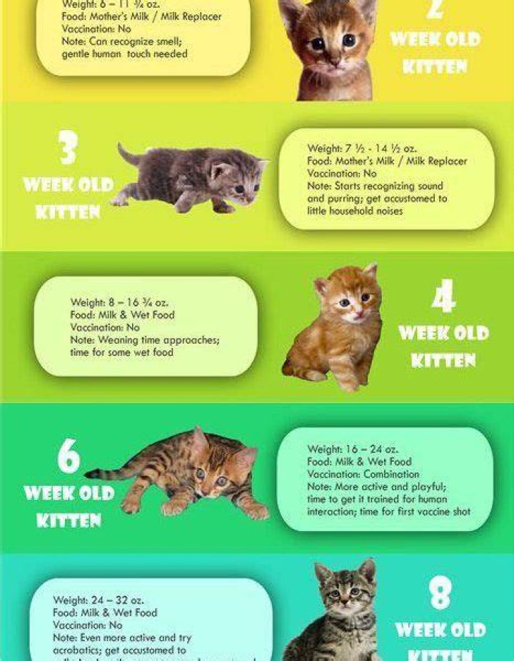 when are kittens weaned