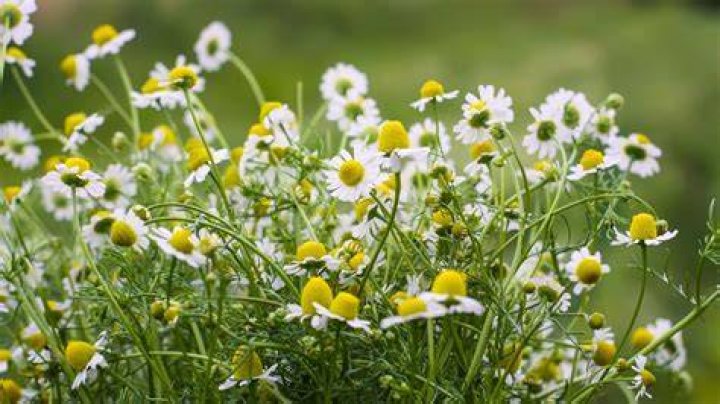 Where is chamomile native to