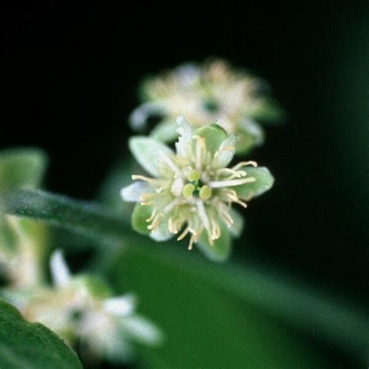 :white_flower: